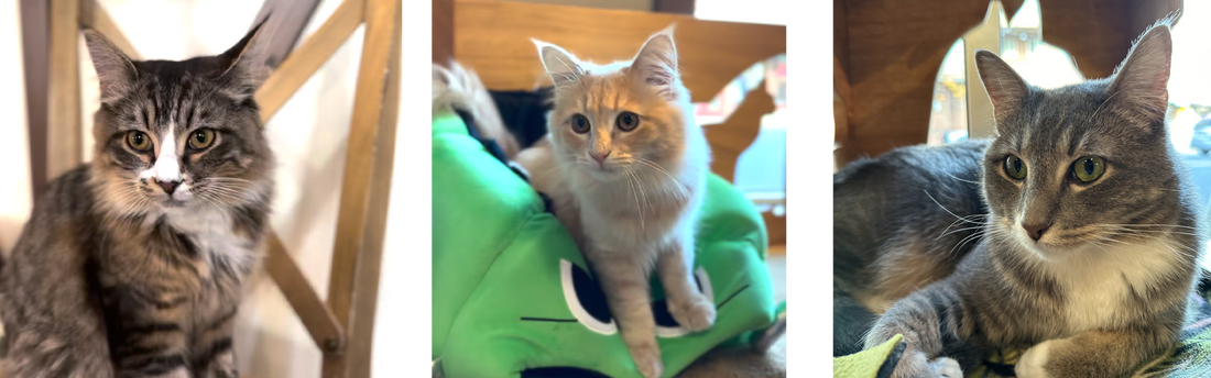 Day 9: Fall Weather, Cat Cafes, and My Social Media Strategy Shift