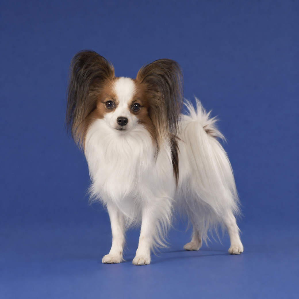 Papillon, studio portrait