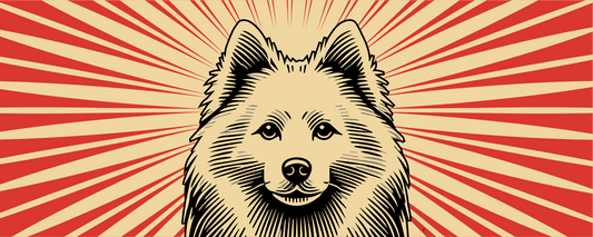 American Eskimo Dog