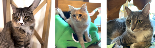 Day 9: Fall Weather, Cat Cafes, and My Social Media Strategy Shift