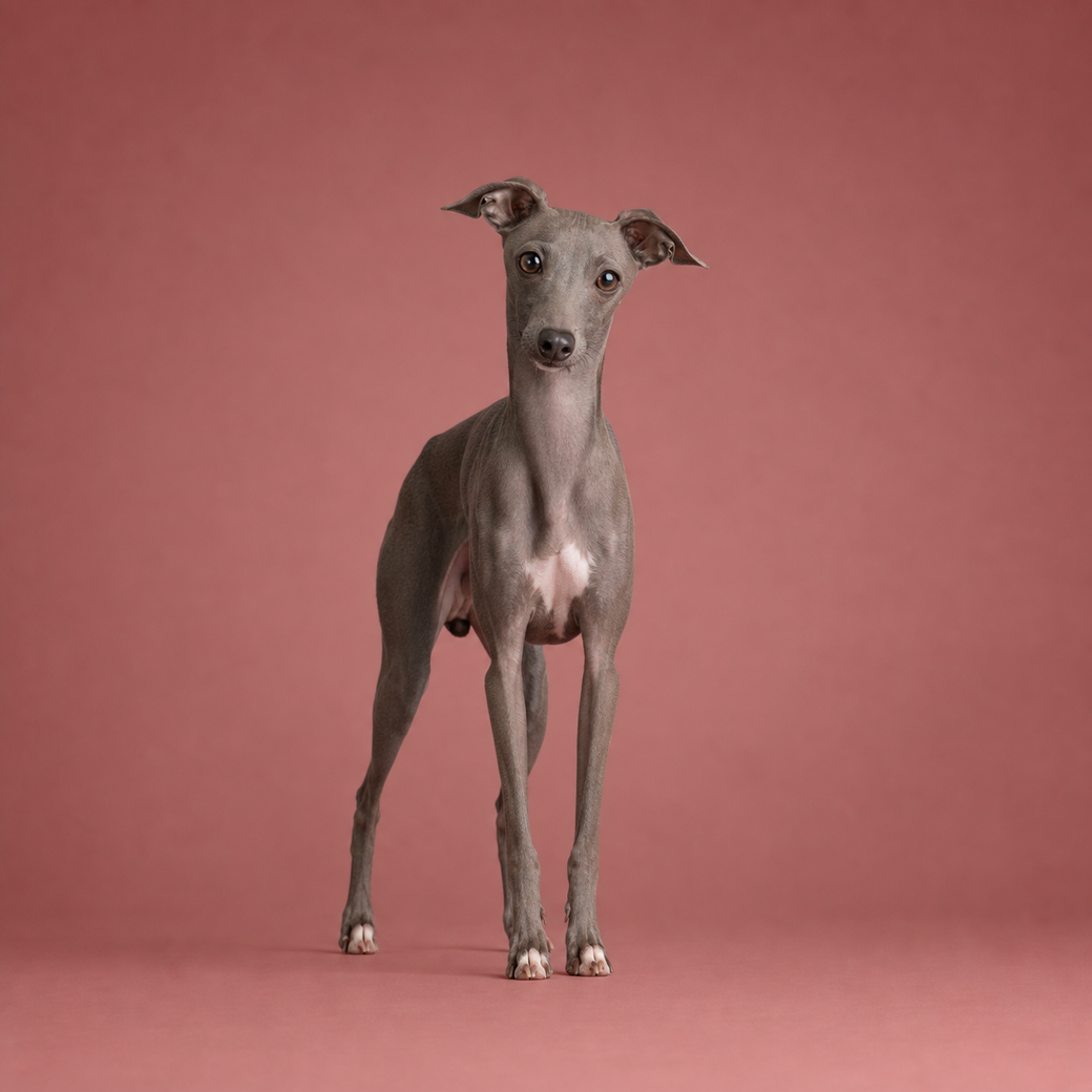 Italian Greyhound, studio portrait